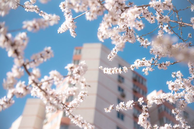 春分时节|带你领略全国27所高校的满园春光