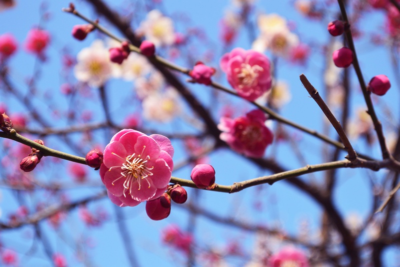 春分时节|带你领略全国27所高校的满园春光