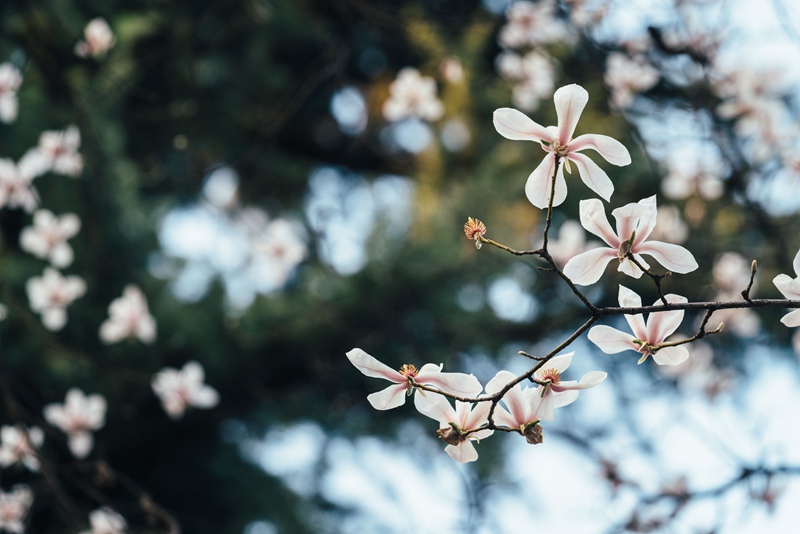 春分时节|带你领略全国27所高校的满园春光