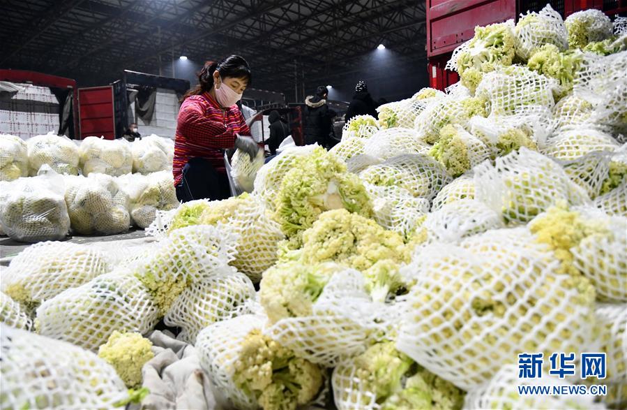 新华网：蔬菜产地供应充足 菜价在合理区间——来自蔬菜生产大省