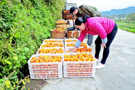 （市州）余庆满溪村　冬季蜜橘喜丰收