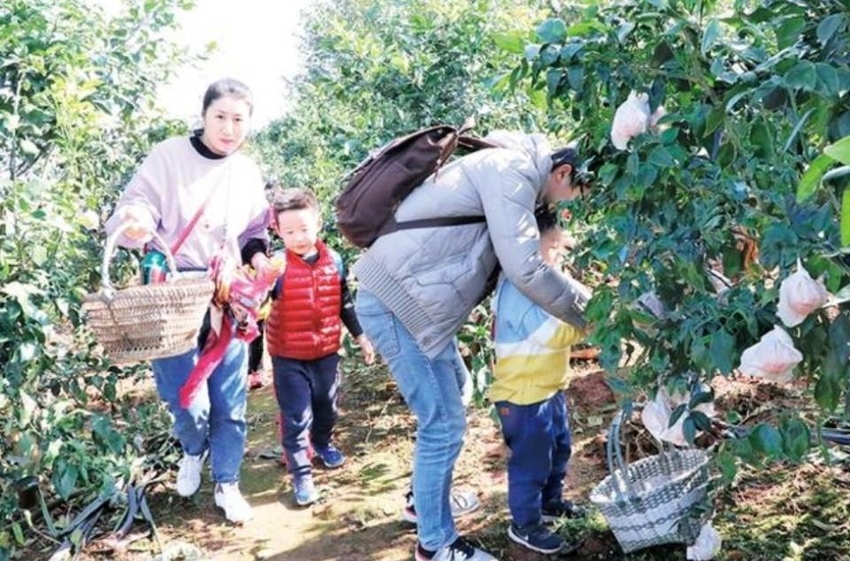 （导航成都，移动端）味甜多汁“中国芯”新津柑橘引爆网络走向海外