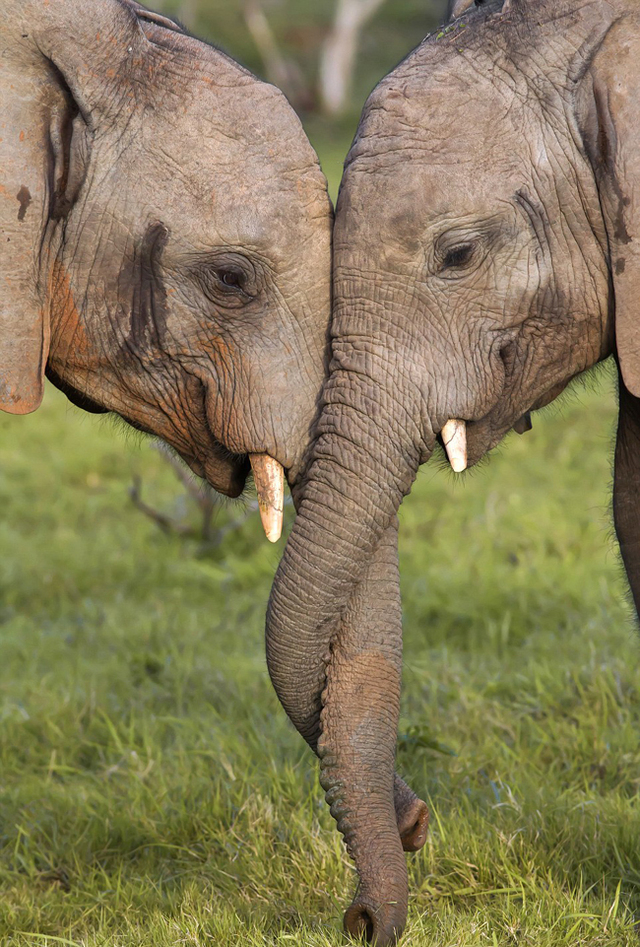 南非大象鼻勾鼻好似亲吻爱人