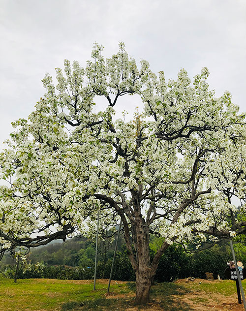 图片默认标题_fororder_3