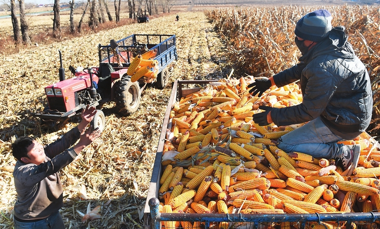 榆树市秋收生产进展顺利 预计月底玉米收获完成