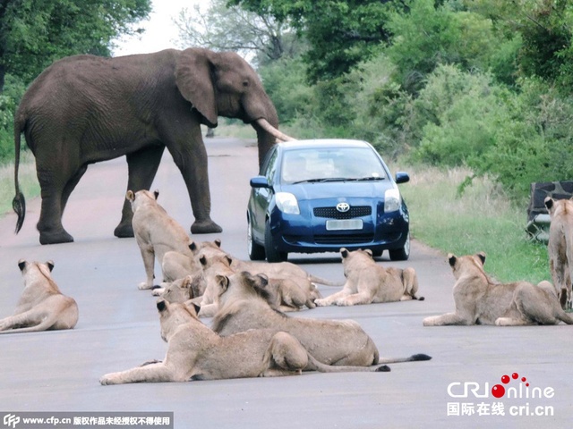 女司机遭南非国家公园狮子大象“两面夹攻”