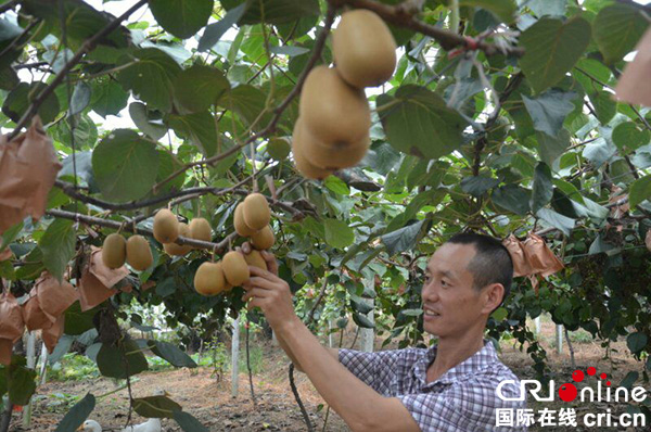 图片默认标题_fororder_流转的土地已结出硕果。（青白江区委宣传部-供图）