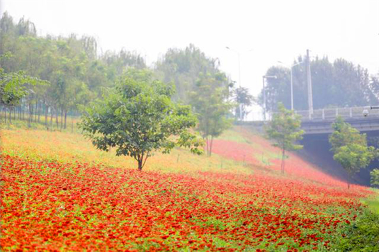 洨河生态公园获评西安“最美河湖” 打造“人水和谐”生态新样板 洨河生态公园获评西安“最美河湖” 打造“人水和谐”生态新样板