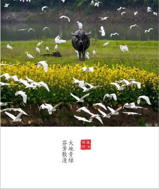 转载（导航雅安，移动端）全国仅6个全川唯一 雅安再添一个重量级殊誉