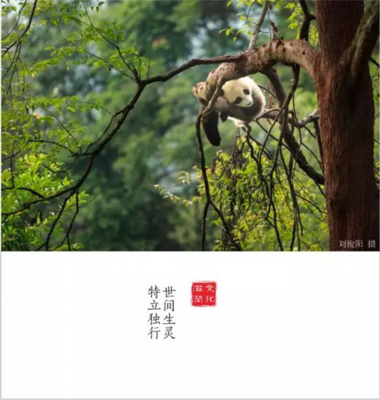 转载（导航雅安，移动端）全国仅6个全川唯一 雅安再添一个重量级殊誉