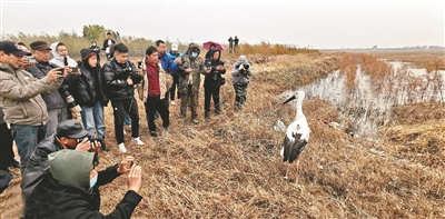 救助东方白鹳 放飞大自然