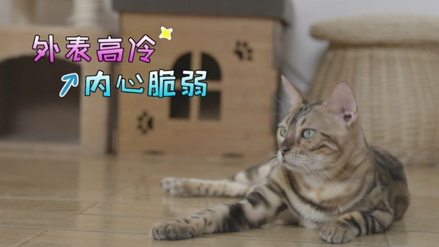 【两岸青年派（第二季）】养猫使人疗愈