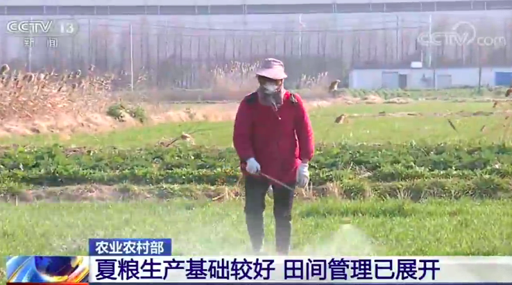 央视网：农业农村部 ：夏粮生产基础较好 田间管理已展开