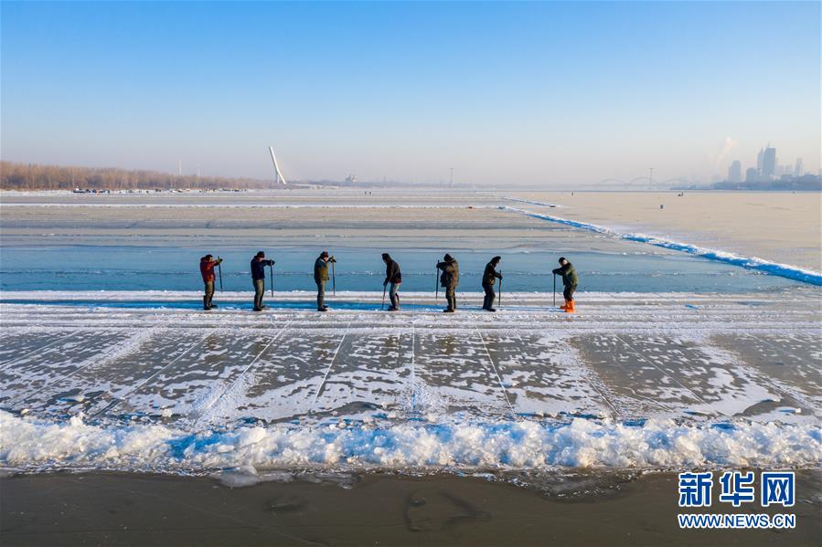 哈尔滨：松花江上采冰忙
