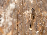 山东高青：“鸟中熊猫”湿地过冬