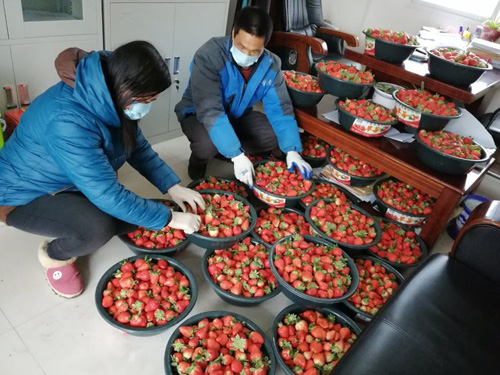 【河南供稿】河南南阳：村民捐赠草莓 为战胜疫情尽一份力量