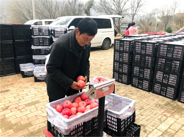 延安市农业产业协会助农销售 2020年已收购延安苹果6000万斤