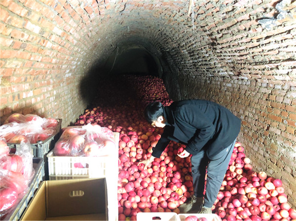 延安市农业产业协会助农销售 2020年已收购延安苹果6000万斤