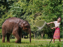 《守护雨林家园 亚洲象保护》