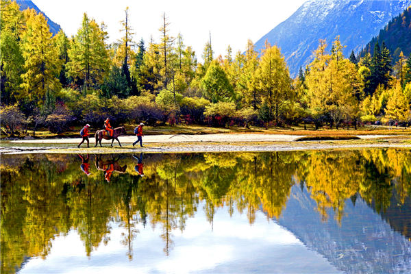 追寻秋日的诗和远方 去四姑娘山拥抱雪山彩林