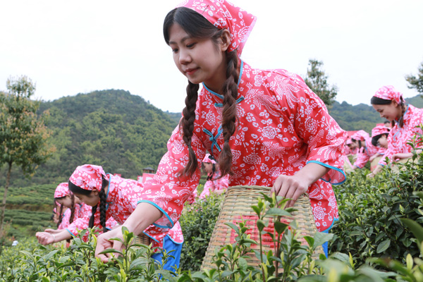 图片默认标题_fororder_采茶姑娘们开始采茶-摄影-范舟波