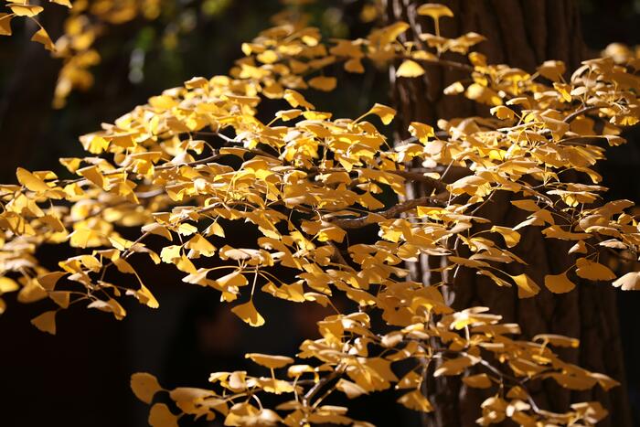 천년은행나무의 단풍 천년은행나무의 단풍