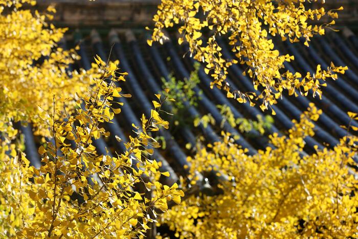 천년은행나무의 단풍 천년은행나무의 단풍