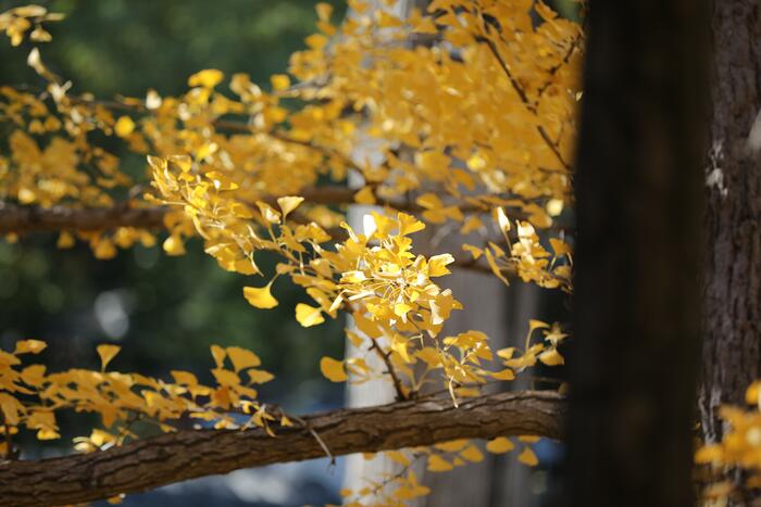 천년은행나무의 단풍 천년은행나무의 단풍