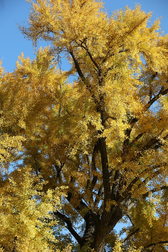 천년은행나무의 단풍 천년은행나무의 단풍