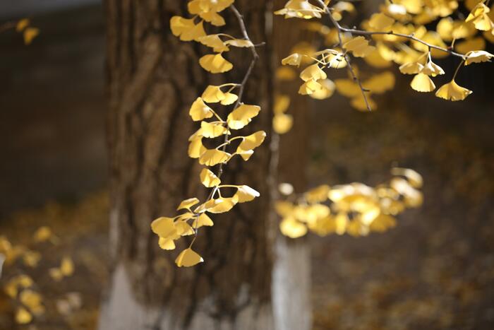 천년은행나무의 단풍 천년은행나무의 단풍