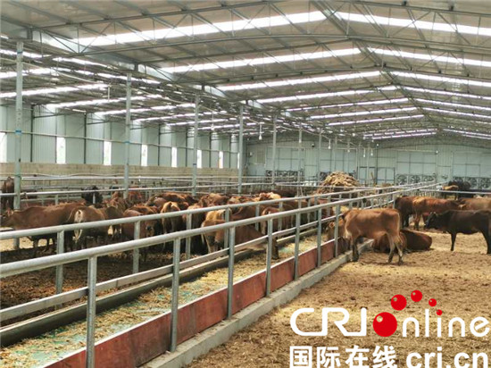 贵州六盘水：生态畜牧业高质量发展