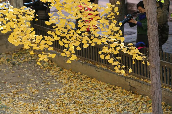 천년은행나무의 단풍 천년은행나무의 단풍