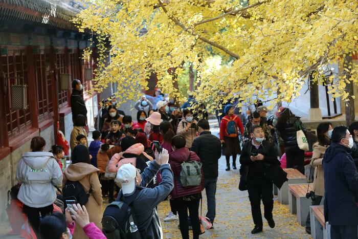 천년은행나무의 단풍 천년은행나무의 단풍