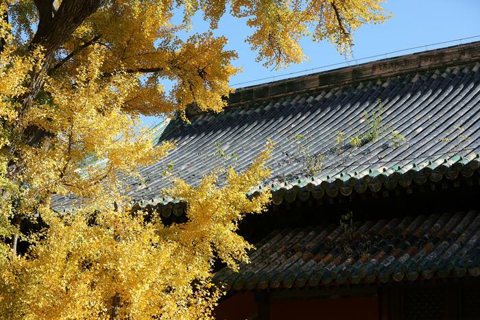 천년은행나무의 단풍 천년은행나무의 단풍