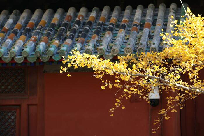 천년은행나무의 단풍 천년은행나무의 단풍