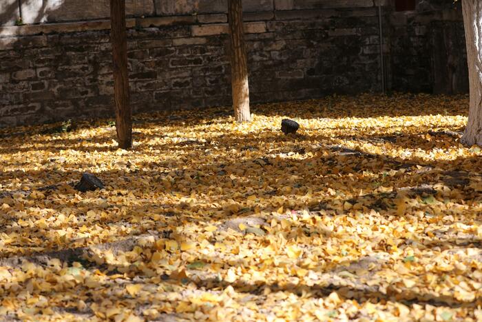 천년은행나무의 단풍 천년은행나무의 단풍