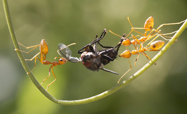 印度饥饿蚂蚁上演争食大战
