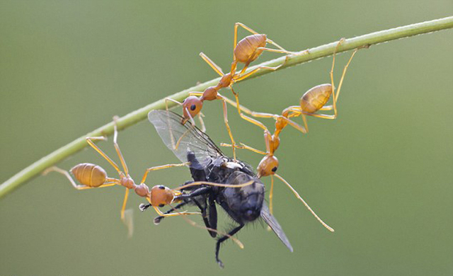 印度饥饿蚂蚁上演争食大战