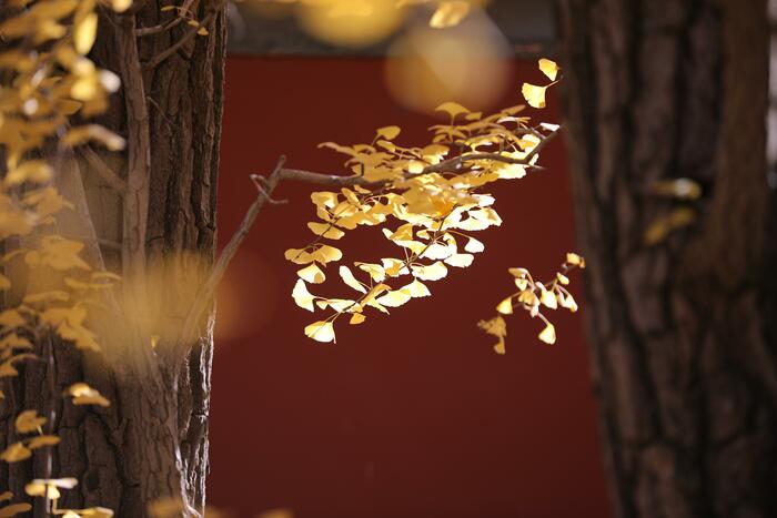 천년은행나무의 단풍 천년은행나무의 단풍