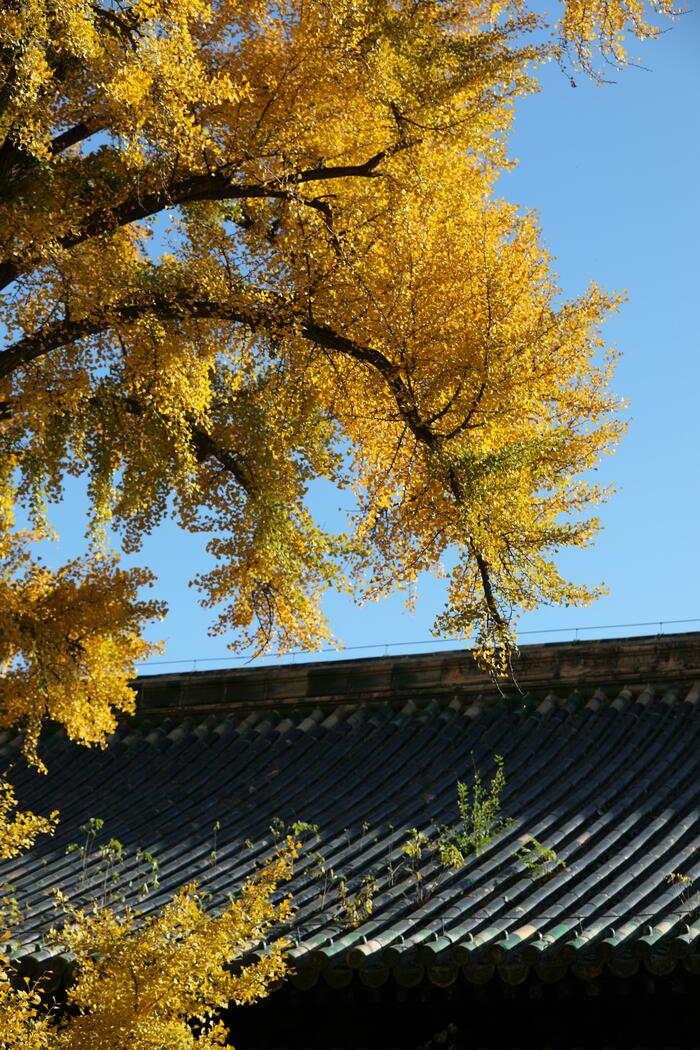 천년은행나무의 단풍 천년은행나무의 단풍