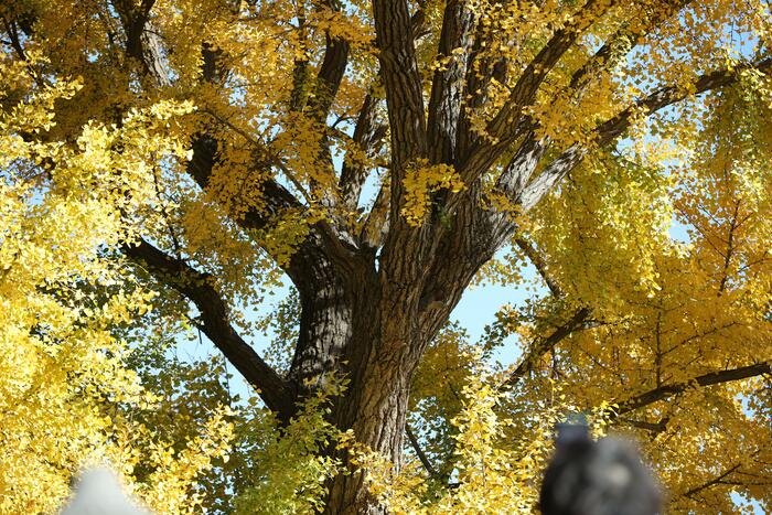 천년은행나무의 단풍 천년은행나무의 단풍