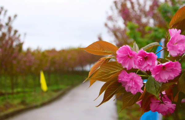 图片默认标题_fororder_3