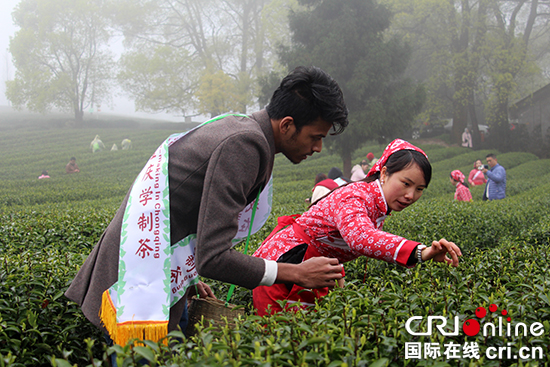 【CRI专稿 列表】重庆巴南举办春季茶文化周 借绿叶唱响致富经