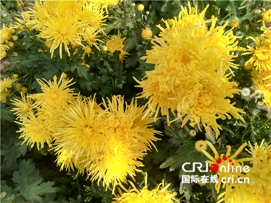 金灿灿的菊花在青海高原绽放