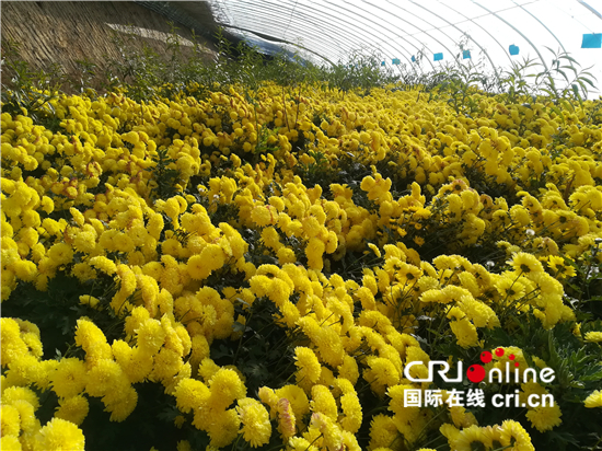 金灿灿的菊花在青海高原绽放