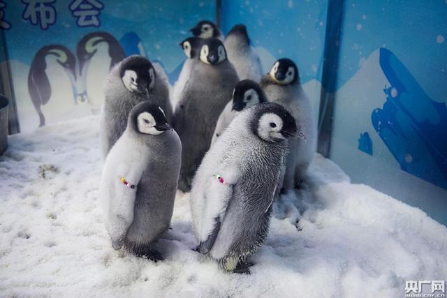 ベビーコウテイペンギン10羽を公開 珠海市