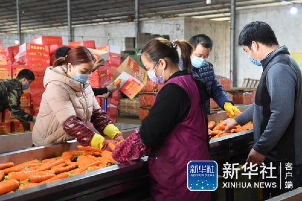 [新华网]防控不留死角 生产不误农时——广西宾阳农村春耕备耕见