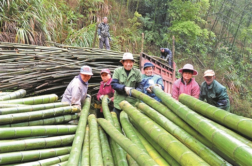 贺州大力发展竹产业