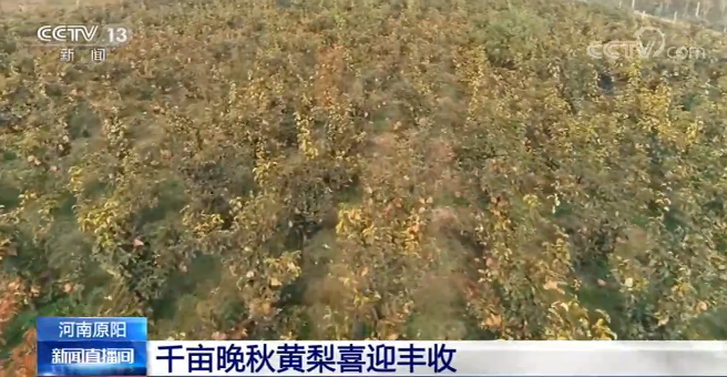 【丰收景象】河南原阳：千亩晚秋黄梨喜迎丰收