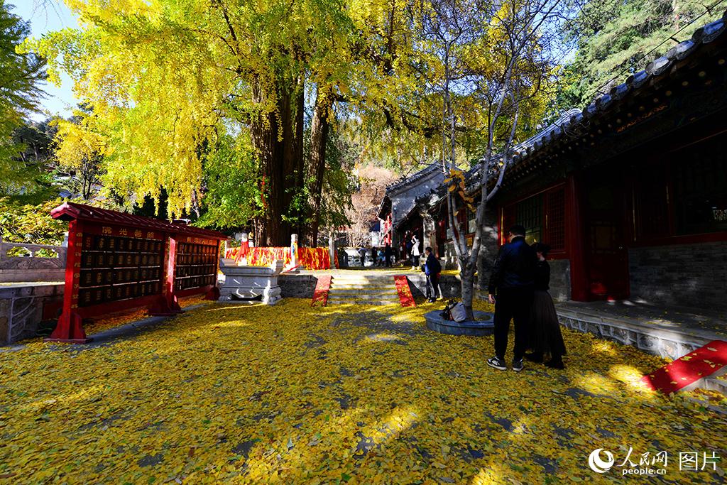 北京：潭柘寺千年帝王银杏树“披金甲”